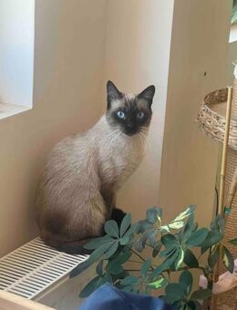 Siam mix Kater Jonas aus dem Tierschutz - Grevenbroich