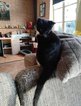 Verk. Katzen Babys Zuckersüß 2.Jungs - Duckow