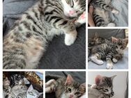 Süße Mischlings Kitten - Hamburg Wandsbek