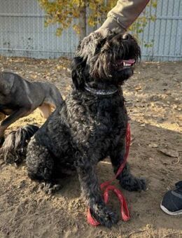 Pako, Schnauzer-Mix (geb. 09/2019) - Pegnitz