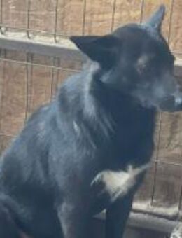 Derek trägt bunte Socken 🐾 - Elsdorf (Nordrhein-Westfalen)