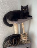 Ich verkaufe meine liebevollen Katzen in 21614