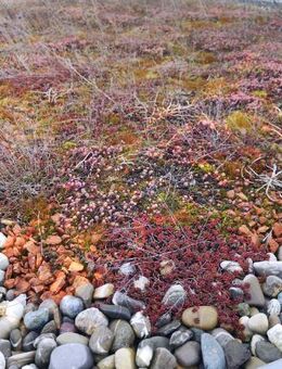 Garagen Dach Mischung Dach Begrünung Grünes Mauer Samen Saatgut Garagen begrünung Dach begrünung Blumenwiese auf dem Dach Muttertag Begruenung Hochbeet Blumen Saatgut Biene Wildblumen Pflanzen garden Saatgut Samen Biene SWR Vatertag Frühling Bio Samen - Pfedelbach