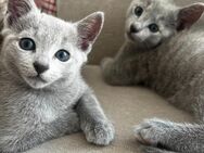 Wunderschöne Russisch Blau-Kitten mit Stammbaum von offiziellen Züchtern - Ilmenau