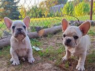 Französische Bulldogge Welpen in der seltenen Farbe ''cream'' - Oranienbaum-Wörlitz