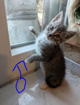 Katzenkinder abzugeben - Göhl