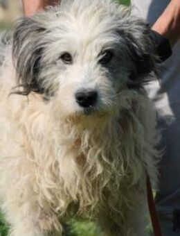 Chucky - zutraulich u. verträglich - Lohra