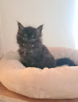 Maine Coon Antonio Black Smoke geimpft entwurmt mit Starterpaket - Leipzig