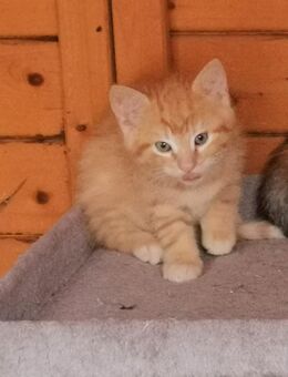 Kleine rote Kitten - Beckedorf