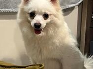Lumi SR kleine Hündin sucht ihr Für-im - Neustadt (Rübenberge)
