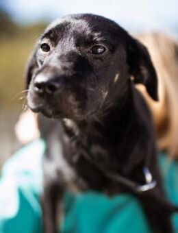 Zuckermaus Sophie💗freundlich + so lieb! - Hamburg