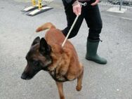 Malinois-Mix SPOCK sucht Zuhause - München