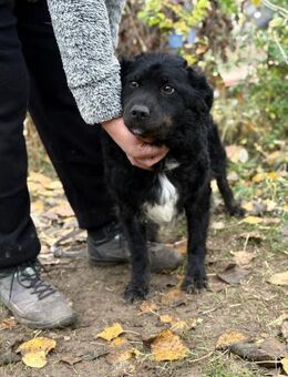 Csalka - tolle Hündin sucht ihr Zuhause - Köln