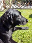 Flat coated Retriever Welpen Wurfankündigung in 24783