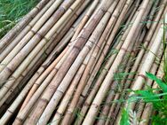 natürliche Bambusstange 100-150 Stück - Geesthacht Zentrum