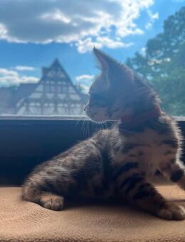 Reinrassige Bengalkitten - Ölbronn-Dürrn