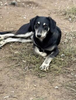 Finley sucht sein Für-immer-Zuhause 💙🐾 - Freilassing