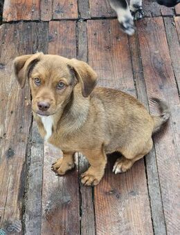 Welpenbub Luke 💛 - Laufen