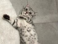 Unsere wundervollen Kitten suchen ein liebevolles Zuhause! - Kreuzau