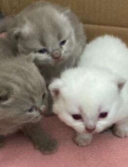 BkH Kitten Lilac/weiß Point - Bremen