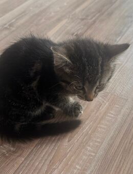 Katzen kitten abzugeben - Bad Lippspringe Zentrum