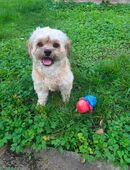 Malteser Mischling zu verkaufen in 72461