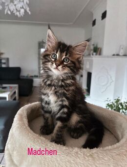 Maine Coon Kitten - Marne