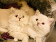 Blh Kitten ( Kater ) - Troisdorf