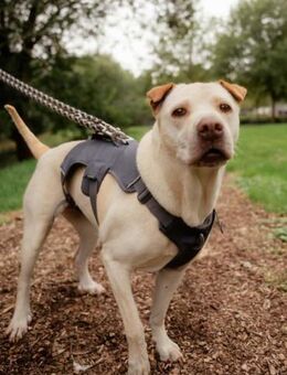 SHIVA MÖCHTE ENDLICH ANKOMMEN! - Mönchengladbach