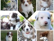 Australian Shepherd Welpen Bunte Herzensbrecher - Rehna