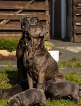 *CcPatrol* Cane Corso - Sögel