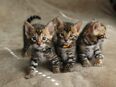 Wunderschöner, reinrassiger Bengal Katzen von Champions in 10115