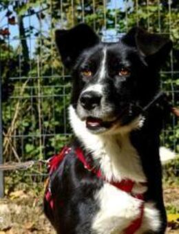 PIPOCA ❤️ ein tapferes Herz, das so viel - Fahrenzhausen