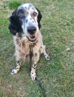 Paul 💚💚💚 Altersruhesitz gesucht - Herxheim (Landau)