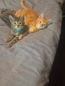 Katzenbabys - Finnentrop