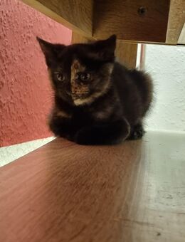 Katzen Babys - Itzehoe