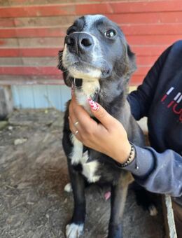 Maylo- wurde ausgesetzt - Dreikirchen