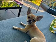 Chihuahua - Edingen-Neckarhausen