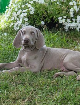Süße Weimaraner Welpen - Spiesen-Elversberg