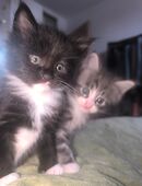 Maine Coon Kitten - süß und verspielt! in 48151