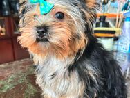 Welpe Yorkshire Terrier - Ingelheim (Rhein)