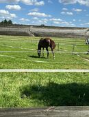 Pferdebox in Münster-Roxel frei in 48161