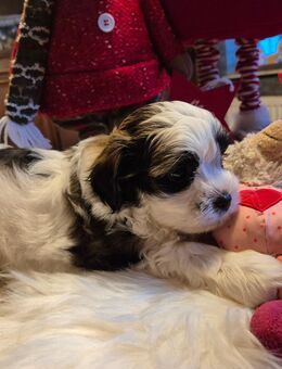 Havaneser - Baby's vom Hunsrück ! Süße "Weihnachtswichtel" ! - Rödelhausen