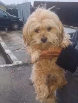 Bella3; auf der Straße zurück gelassen - Geilenkirchen