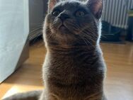 BKH Kater abzugeben - Niederkassel