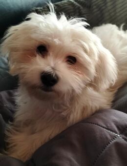 Malteser bichon Welpen - Neuhofen