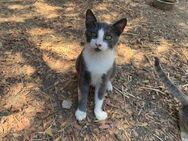 Bobby, liebevoller grauer Kater, ca. 8 M - Vaterstetten