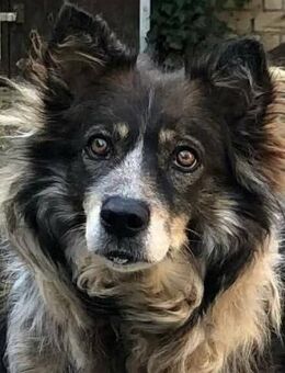 Aponi und Chanel - nur gemeinsam Zuhause - Uetze