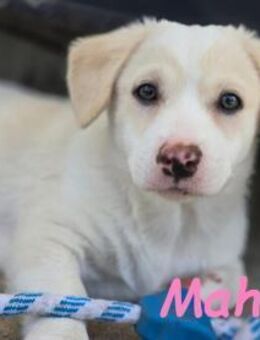 Mahina- zuckersüßes kleines Mädchen - Ruppertsecken