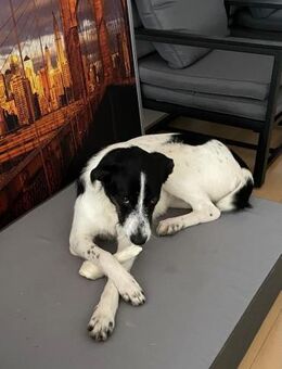 Miel - junge, liebe, süße Hundedame - Freudenstadt